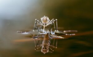 Mosquito on shiny water surface in home