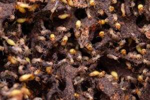 Termites eat wooden planks. Damage of a wooden house from termites