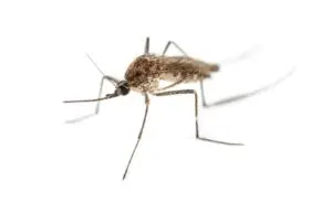 Tiger mosquito with white background