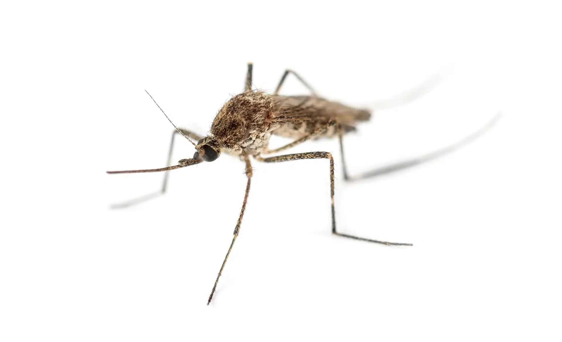 Tiger mosquito with white background