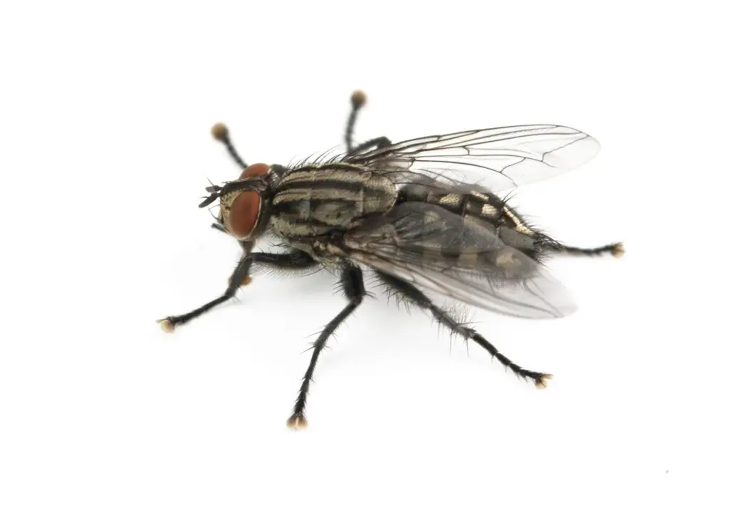 fly is isolated