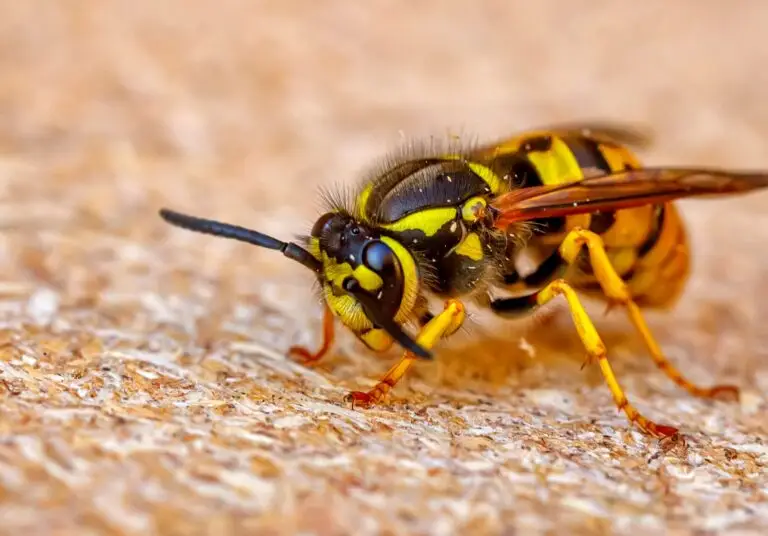 Wasp on surface