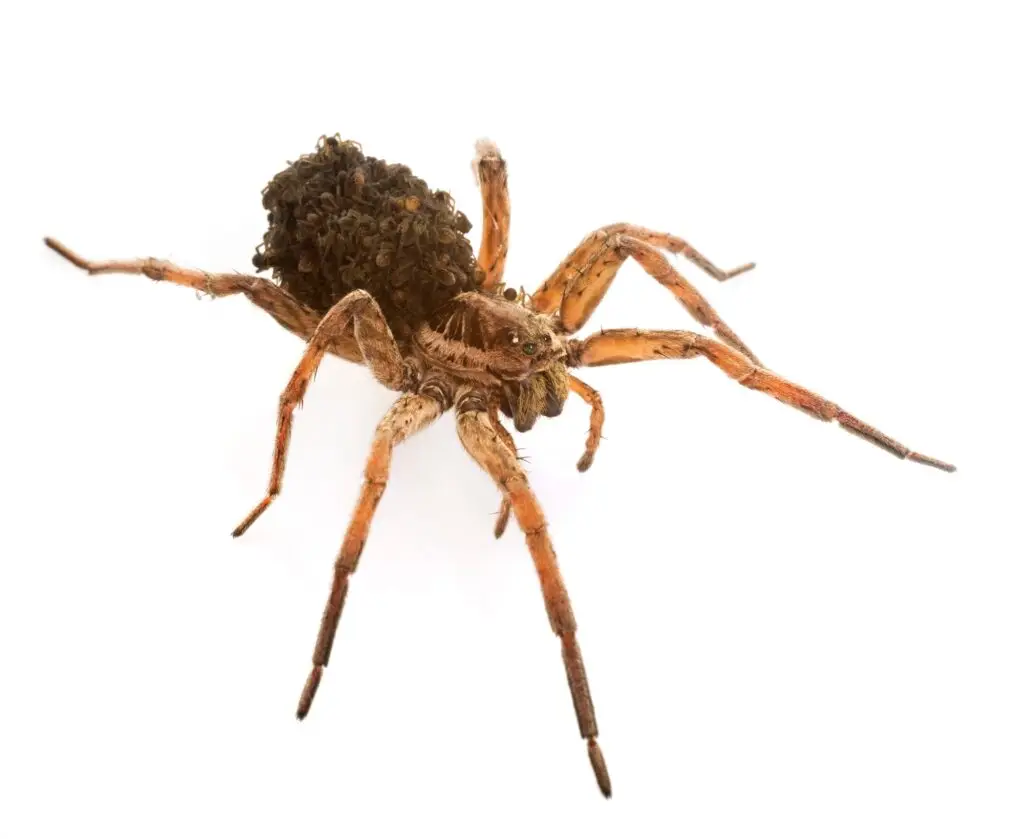 Wolf spider with babies